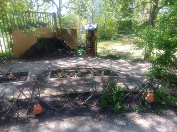 Erdbeerpflanzen und Kräuter im Schulgarten